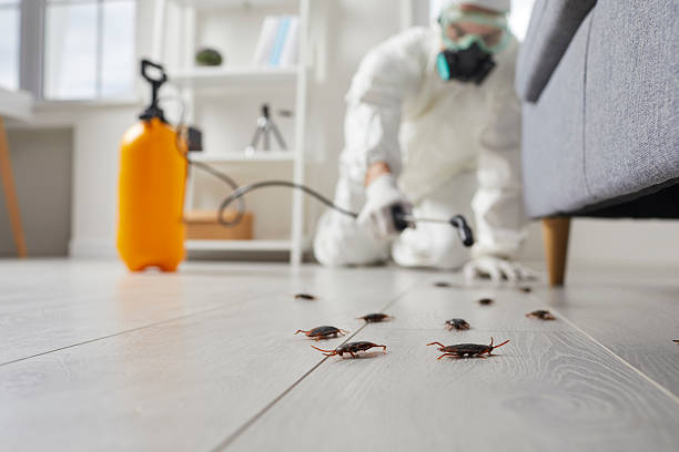 Commercial Kitchen Cockroach Control in Pipestone